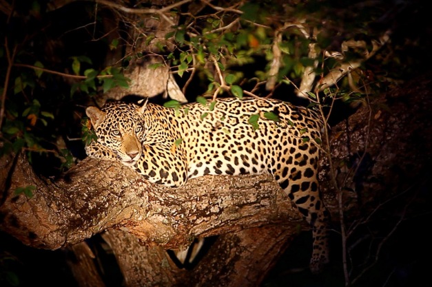 Felídeos Selvagens Blog-tree-jaguar