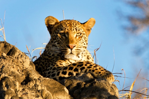Leopard - female
