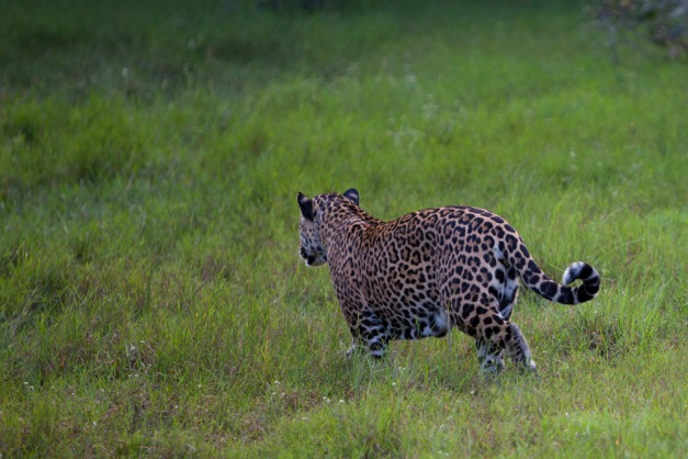 Jaguar - female from side on.