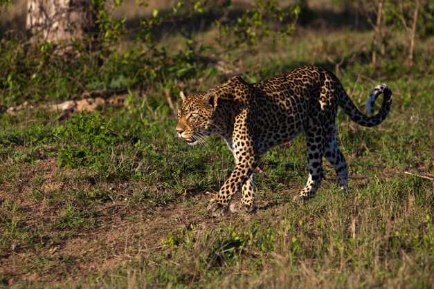 Leopard - female from side on.