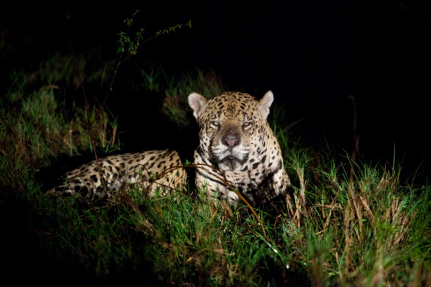 Jaguar - large male jaguar  facing the camera