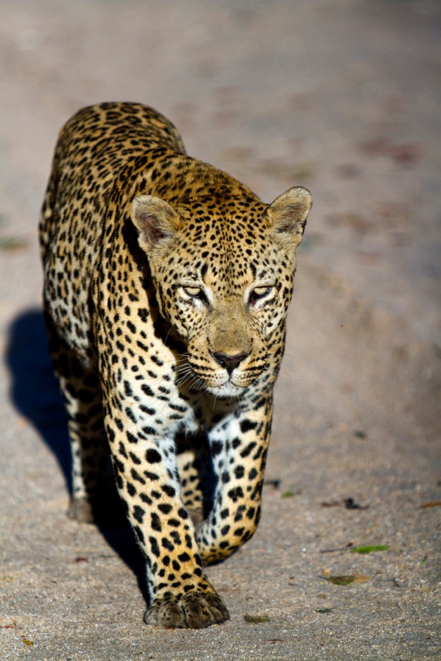 Leopard - large male leopard walks towards the camera