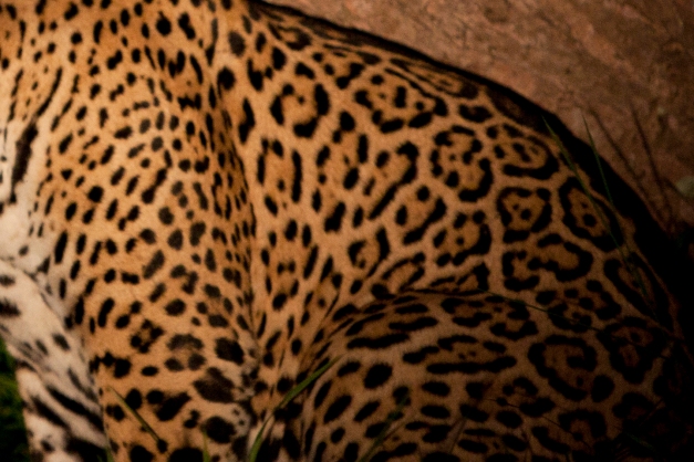 Jaguar - large rosettes with small spots in the center.